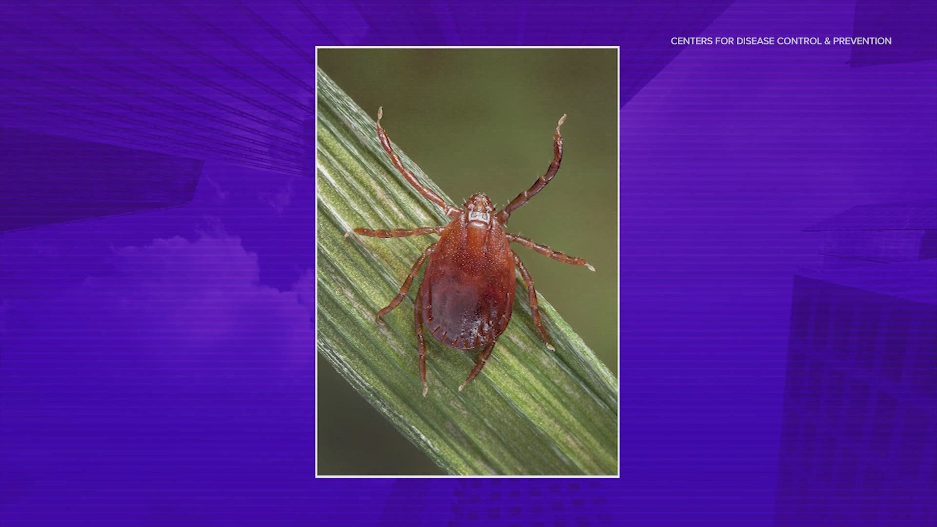 CDC Warns Of Spread Of Asian Longhorned Ticks Across The US Khou