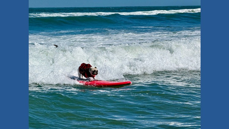 Wave Terminal Top dogs ride waves at annual World Dog Surfing Championships | khou.com