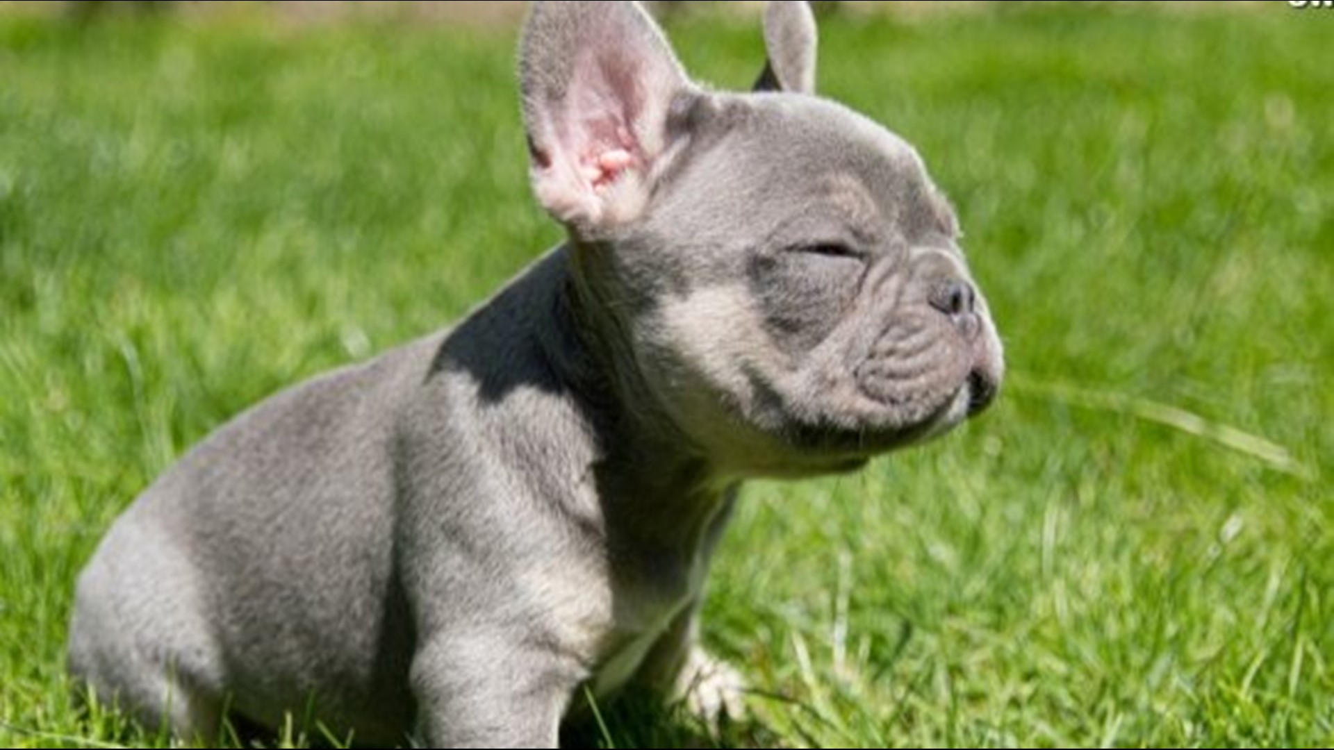 You Won't Believe How Much These Cute French Bulldog