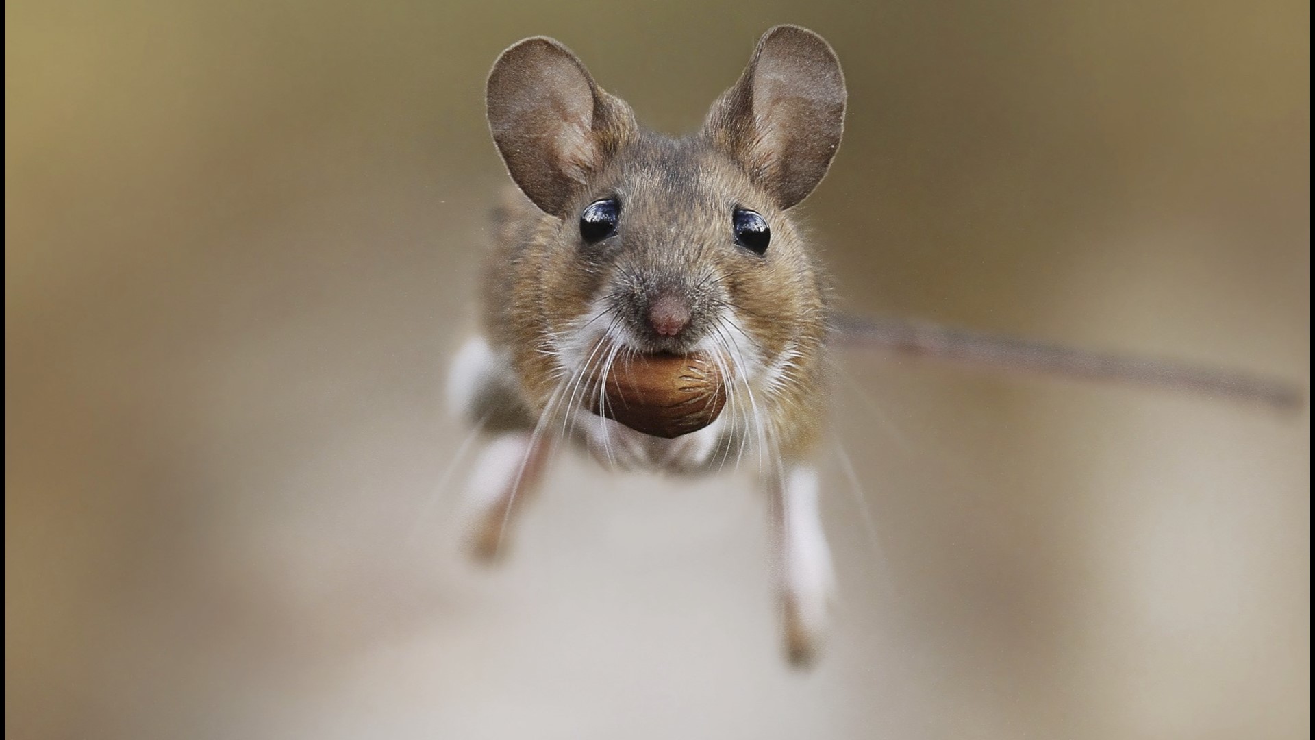 Woah, is this mouse a superhero or can rodents now fly? Buzz60's Mercer Morrison has the story.