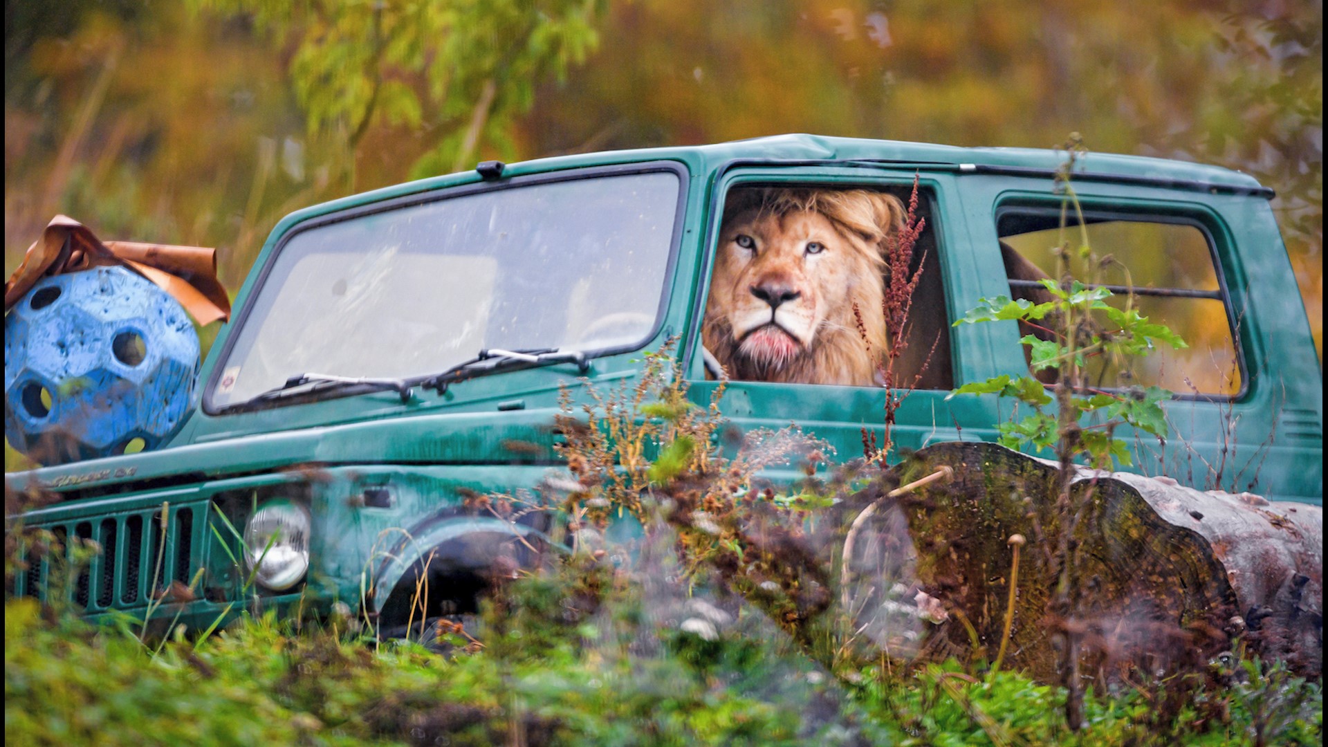 Photographer Snaps Photo of Lion Inside of Car Making It