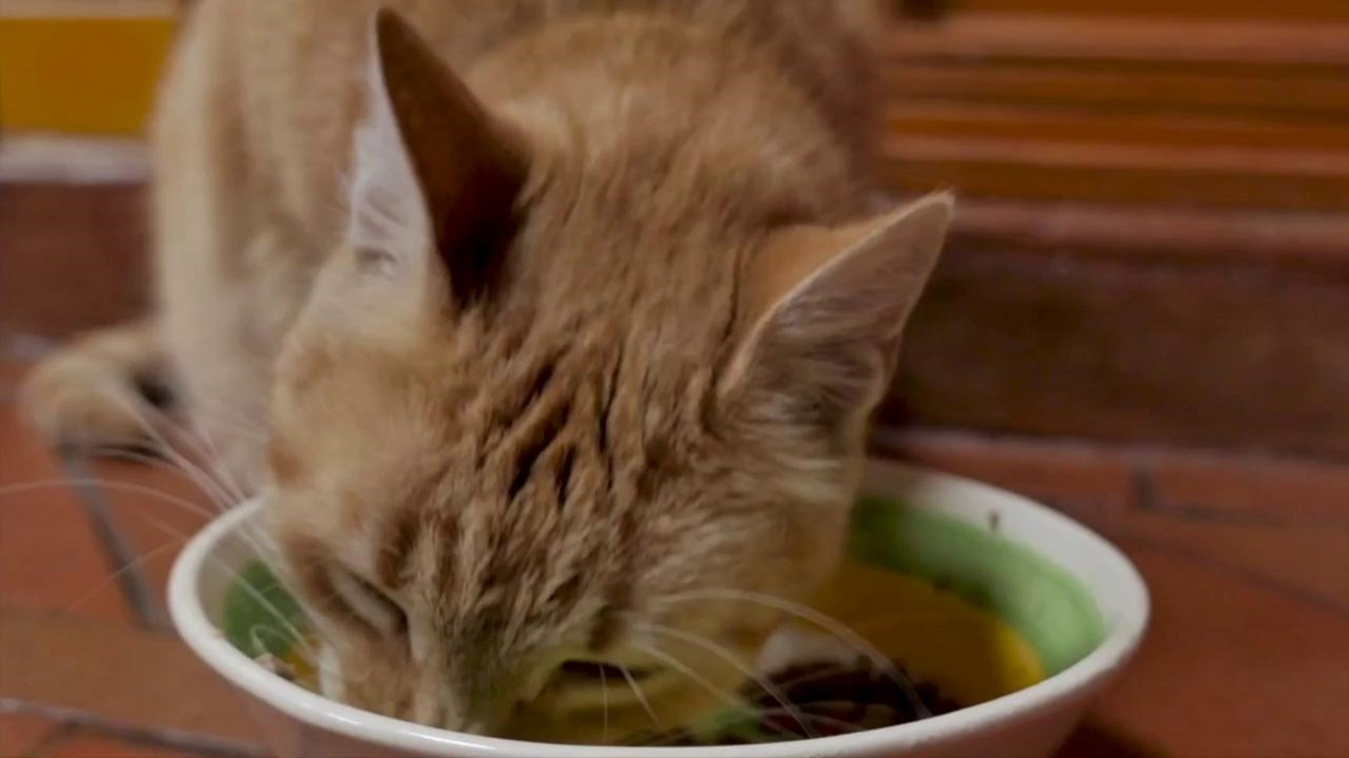 Will catnip get your cat 'high,' and can it have the same effect on a human? Buzz60's TC Newman explores the properties of your cat's favorite treat.