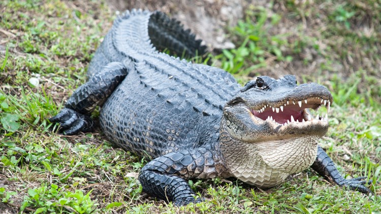 Police find alligator guarding house during drug raid in Pennsylvania ...