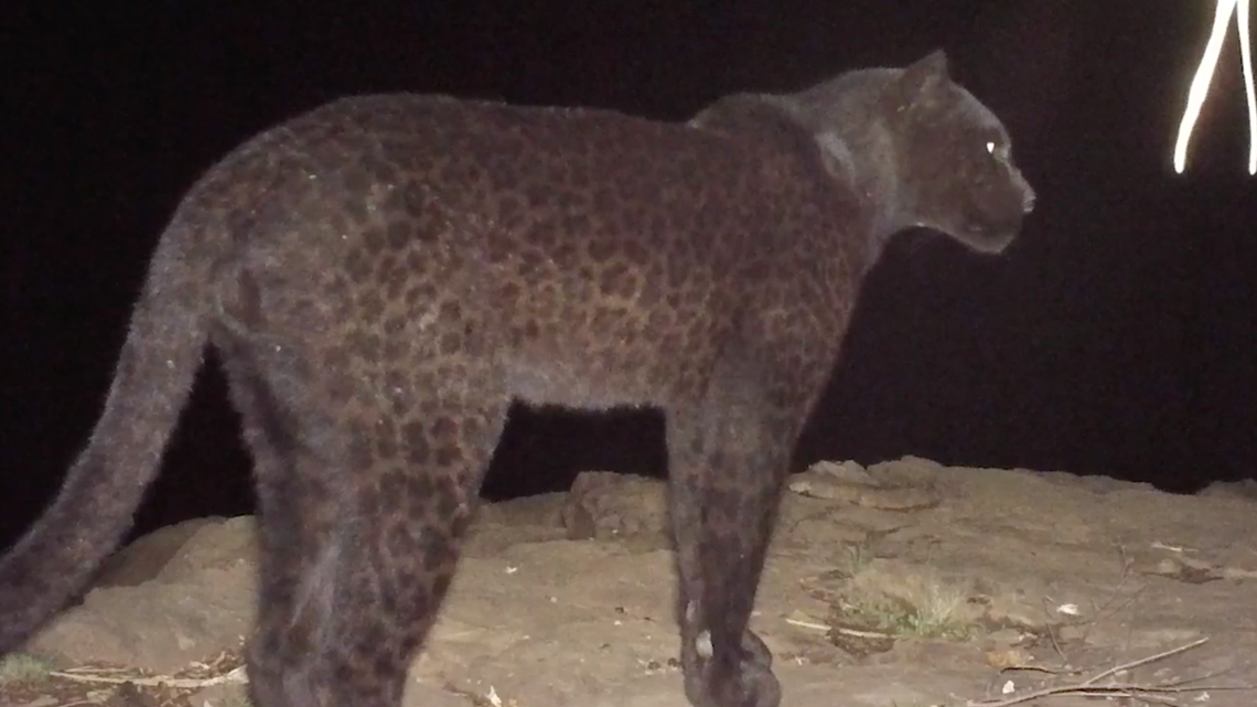 Rare Black Panthers Captured On Camera In Kenya Khou Com