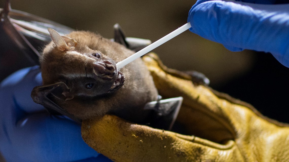 Bat research is a key way to prevent the next pandemic