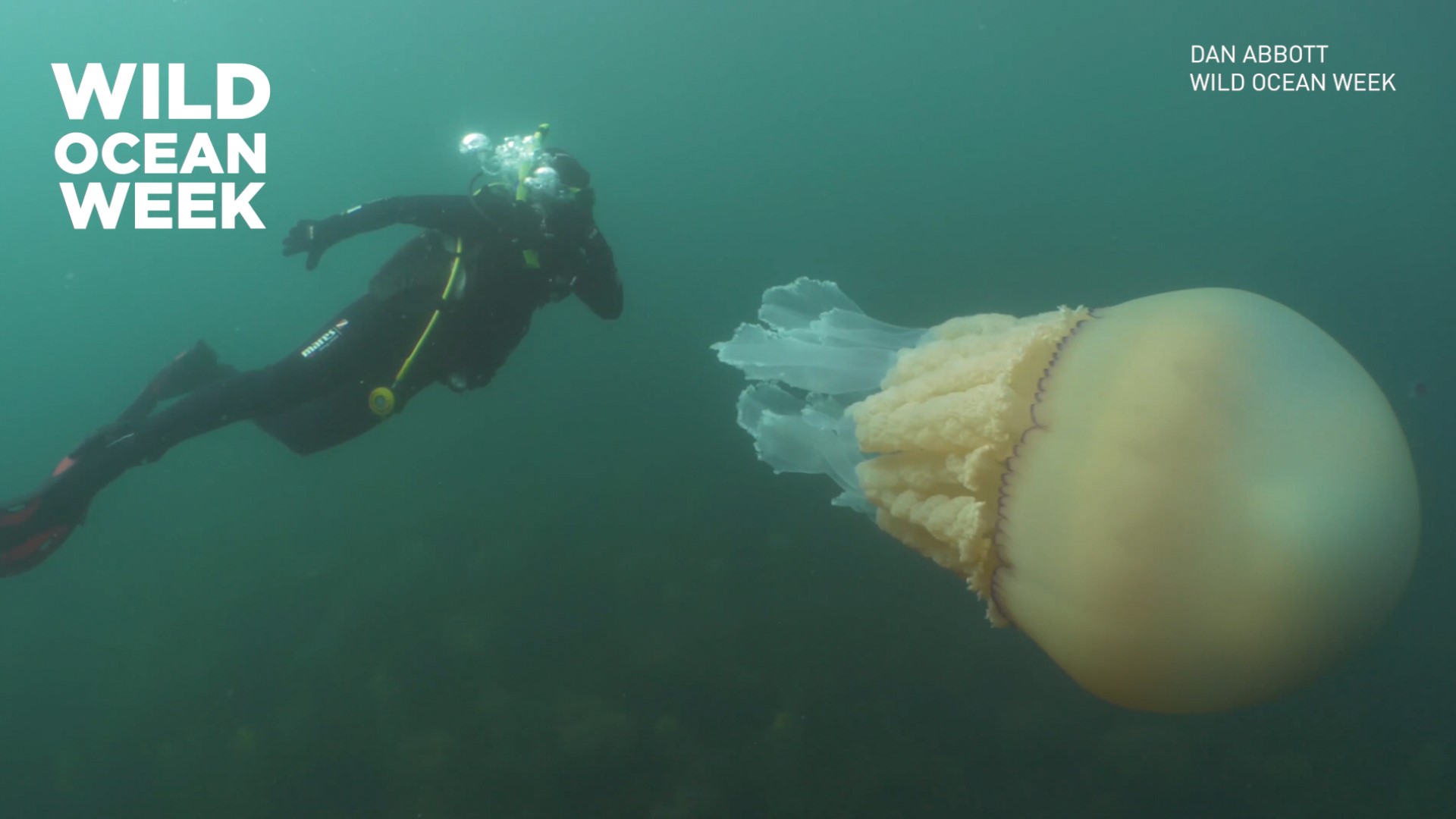 While completing her 'Wild Ocean Week,' wildlife biologist Lizzie Daly came face-to-face with a massive jellyfish that was the size of a human. (Video: Dan Abbott/Wild Ocean Week)