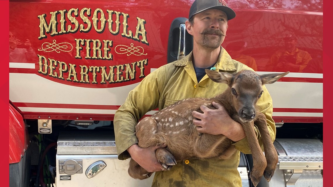 Firefighters rescue elk calf from New Mexico wildfire ashes - Vimarsana News