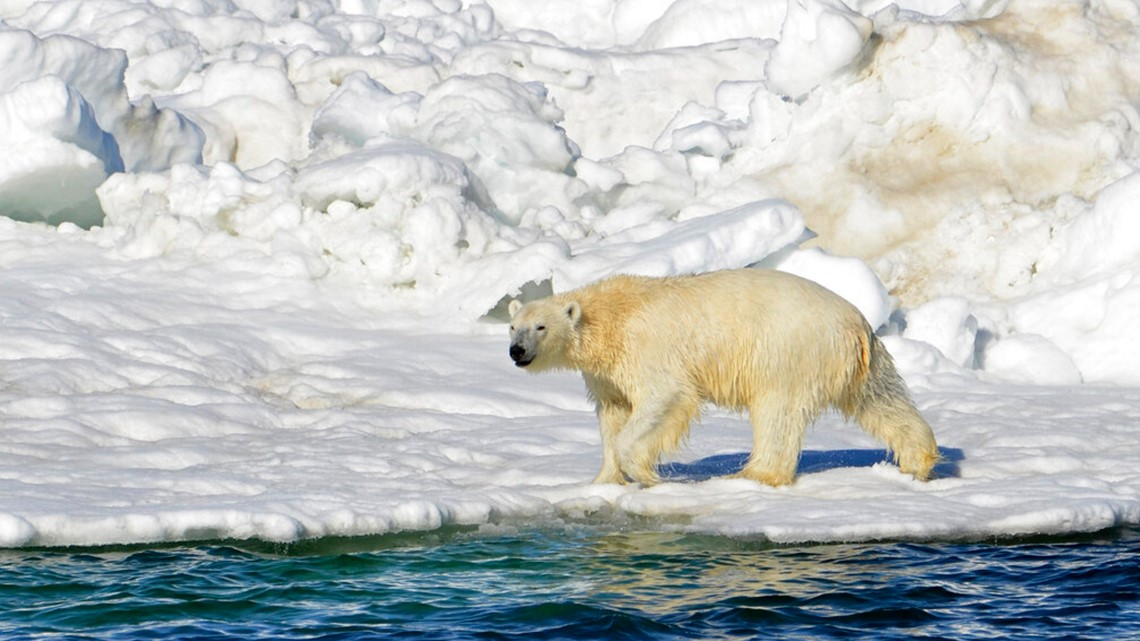 Beruang kutub membunuh wanita, anak laki-laki di desa Alaska barat