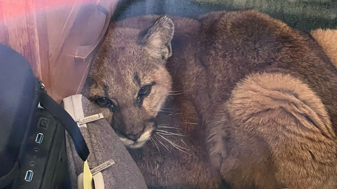 Anak Cougar ditemukan di ruang kelas California, sekarang di Kebun Binatang Oakland