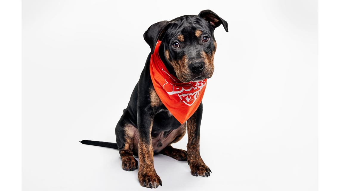 Puppy Bowl 2026: 'Team Ruff' takes on 'Team Fluff' in pre-Super Bowl ...