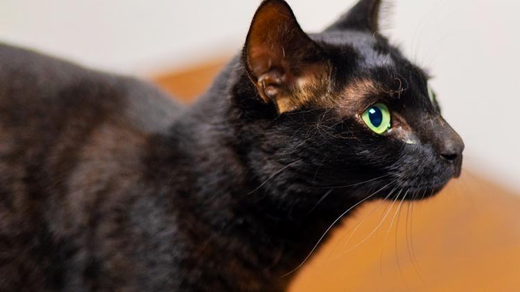 Cat caught 3 weeks after escaping pet carrier at Boston airport