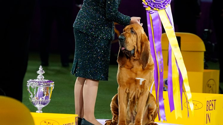 Meet Trumpet, the first bloodhound to win Westminster dog show