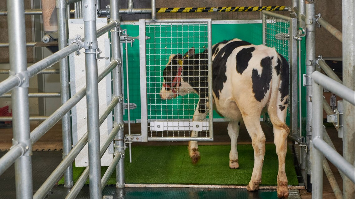 Para ilmuwan melatih pispot sapi untuk menggunakan ‘MooLoo’