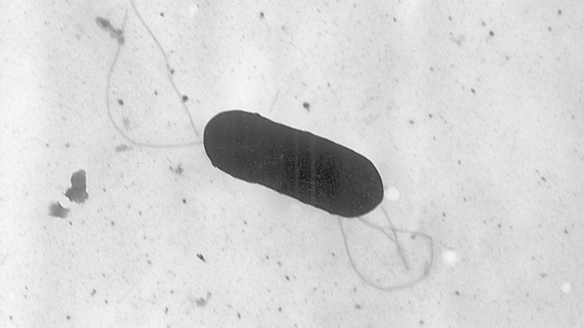 Death toll rises in listeria outbreak linked to Boar's Head deli meat