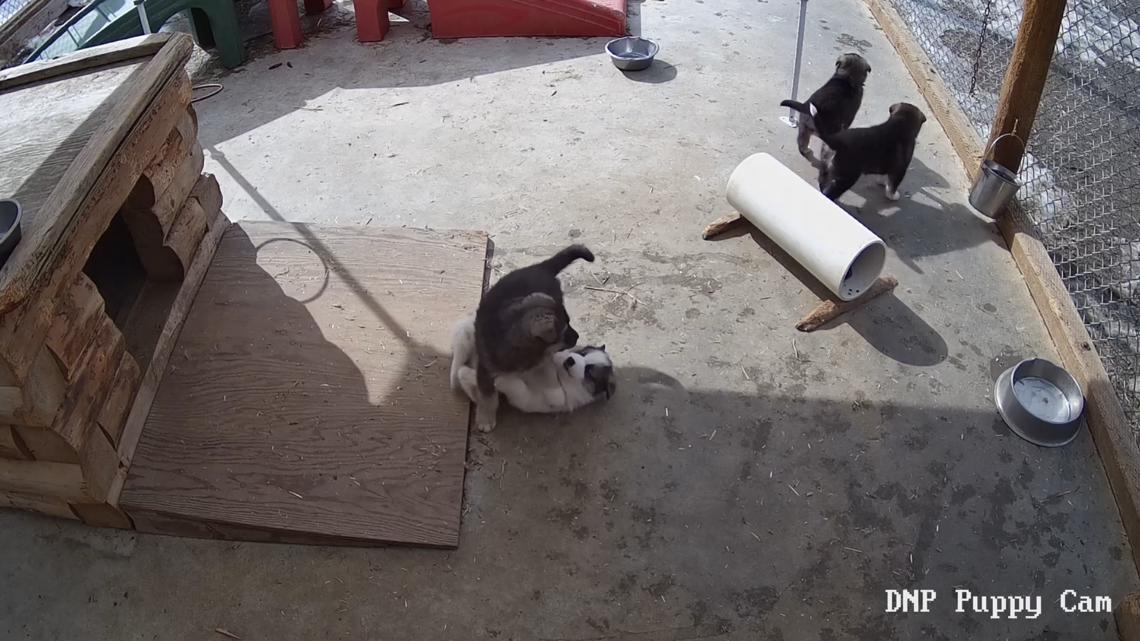 Puppy cam returns: Meet the newest sled dog litter at Denali National Park