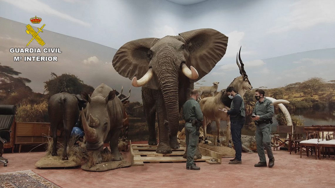 Spanyol menyelidiki museum taksidermi pribadi dengan 1.000 hewan
