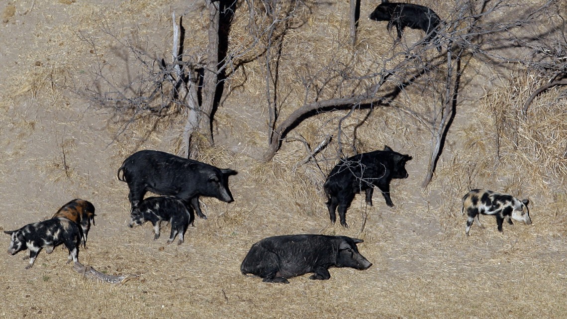 Invasive 'super pigs' could arrive in the US soon - Vimarsana News