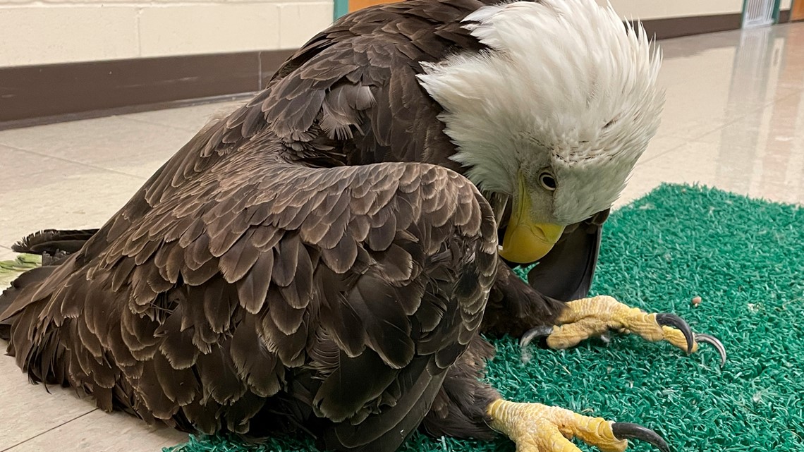 Lead poisoning in bald eagles affects nearly 50% of population - Vimarsana News