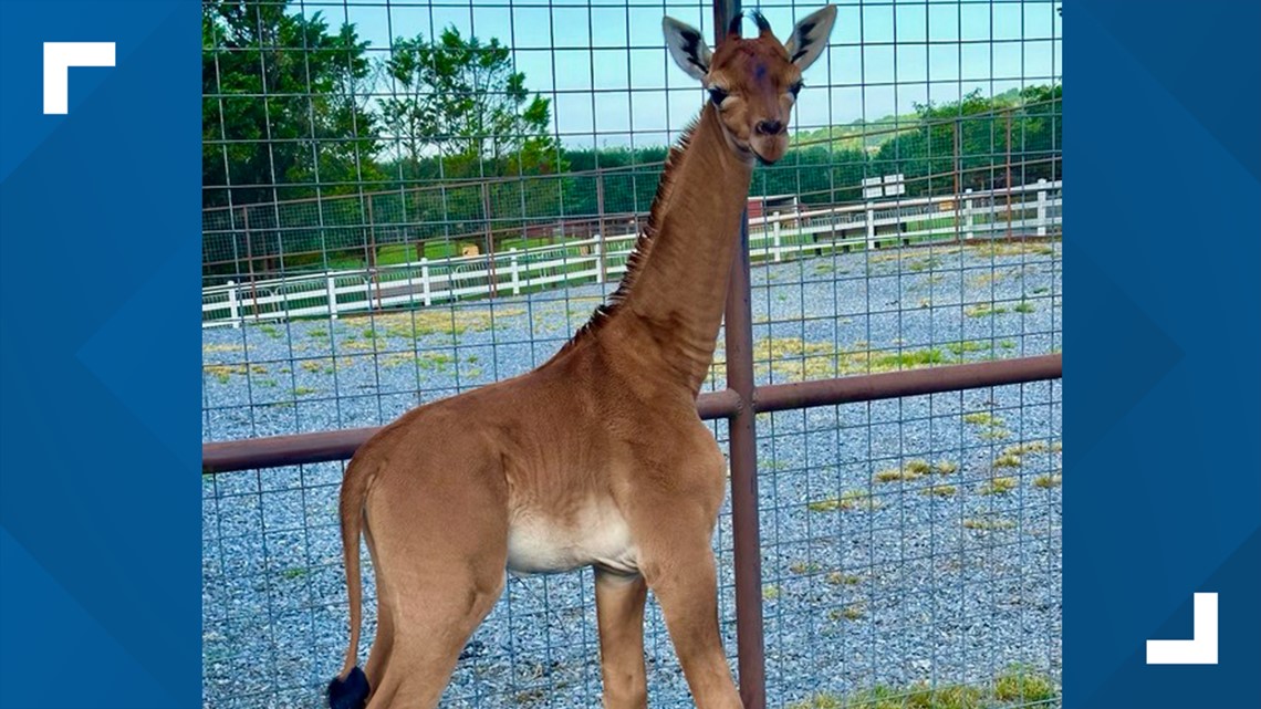 Baby giraffe born without spots now has a name!