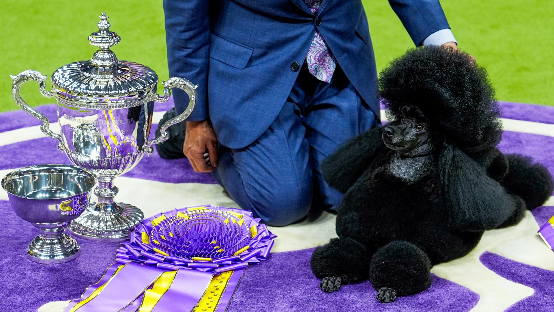 Westminster Dog Show 2024 - Showcasing Top Canine Competitors