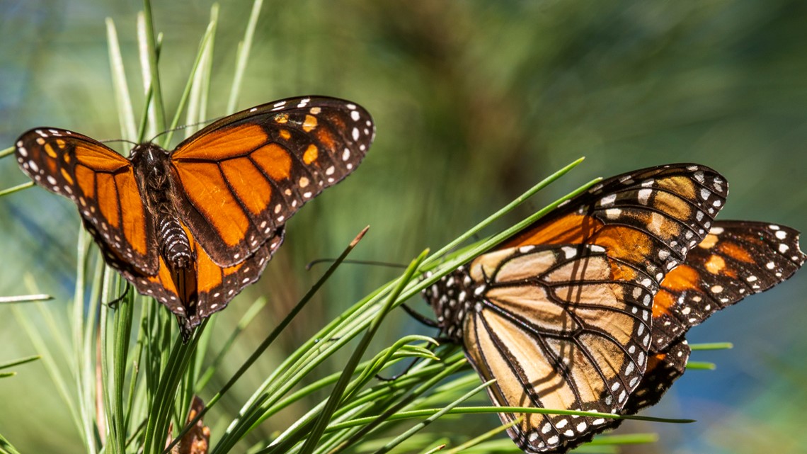 Kupu-kupu raja terdaftar sebagai terancam punah, populasinya berkurang