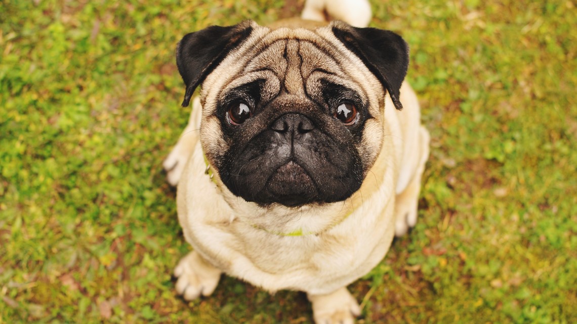 Noodle, the famous 'bones or no bones' pug, has died