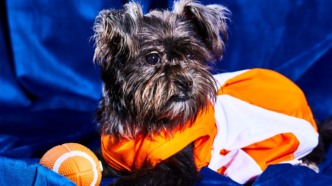 Where to Stream the Super Bowl LVII (2023): Puppy Bowl and Great American  Rescue Bowl