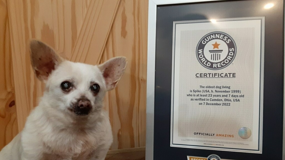World's oldest living dog: Meet Spike, a 23-year-old chihuahua - Vimarsana News