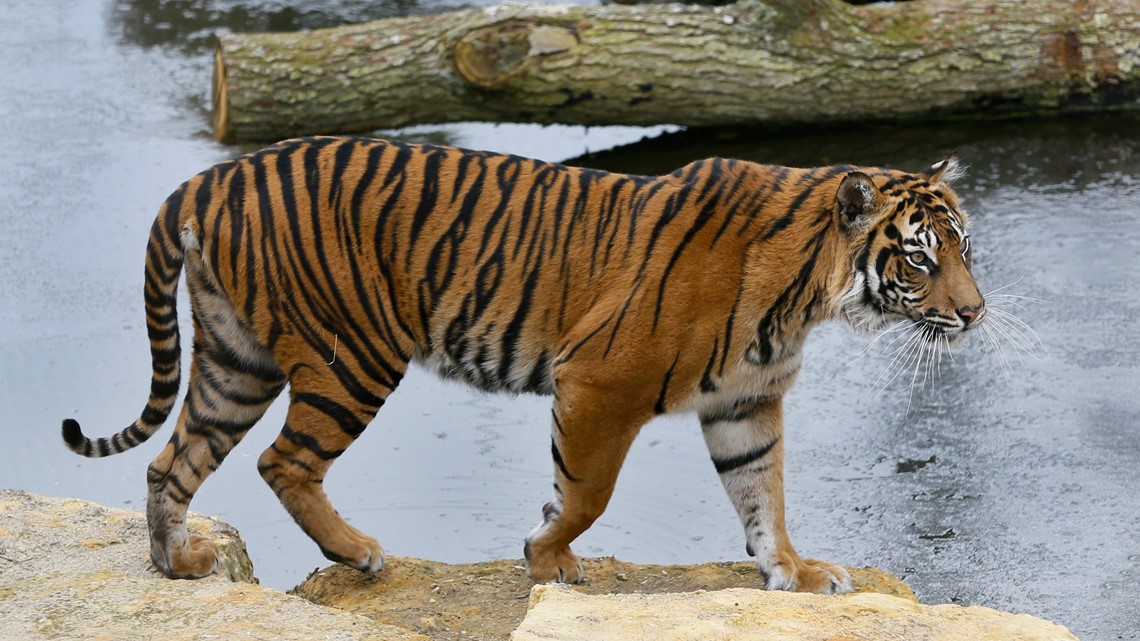 11 fun facts about tigers