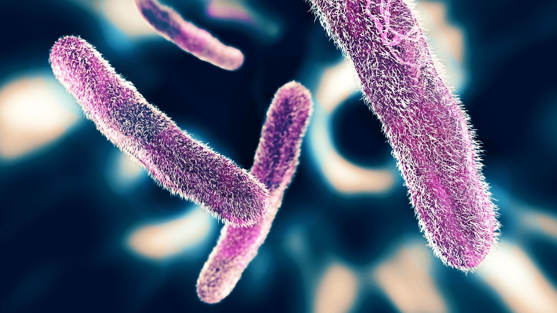 CDC memperingatkan kasus bakteri Shigella yang kebal obat meningkat