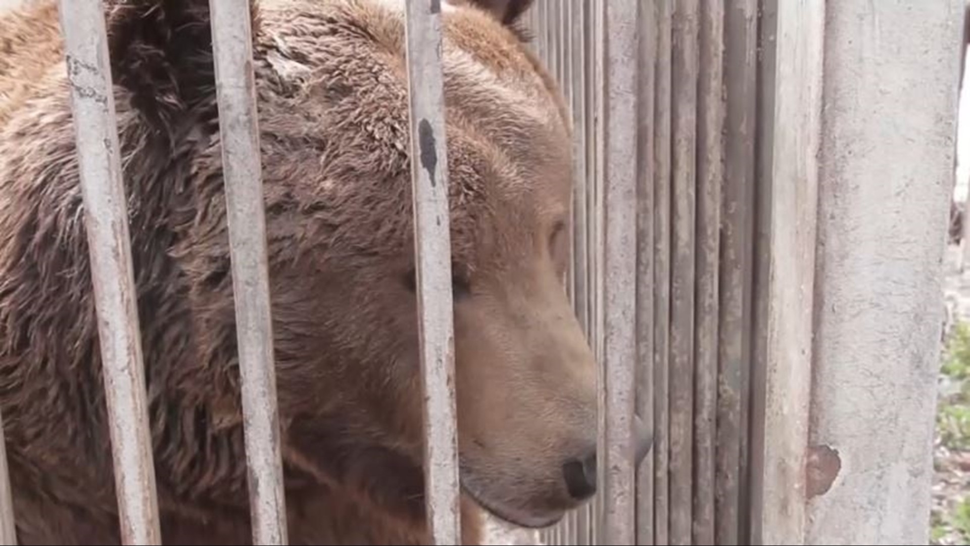 A private zoo in the besieged Ukrainian city of Mariupol has not escaped amid the Russian offensive, with animals caught in the crossfire of heavy shelling.