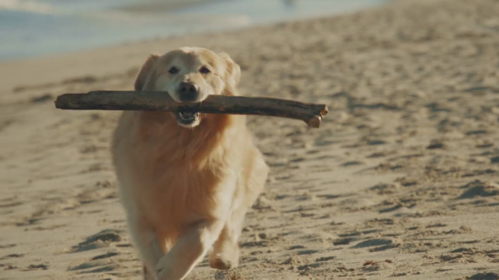To thank the vets that saved his dog, he bought a $6 million Super Bowl commercial for them.
