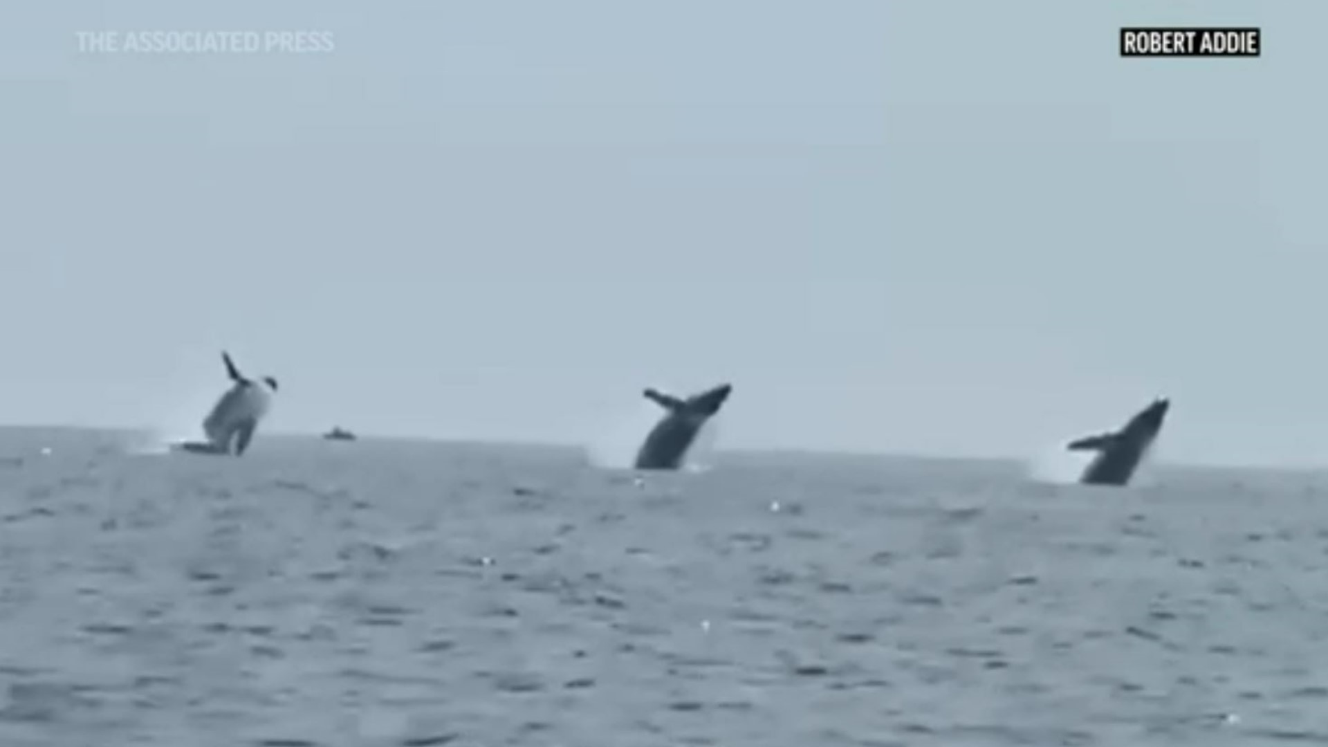 A New Hampshire man celebrating his birthday with his three daughters saw something so rare that even marine scientists are jealous.