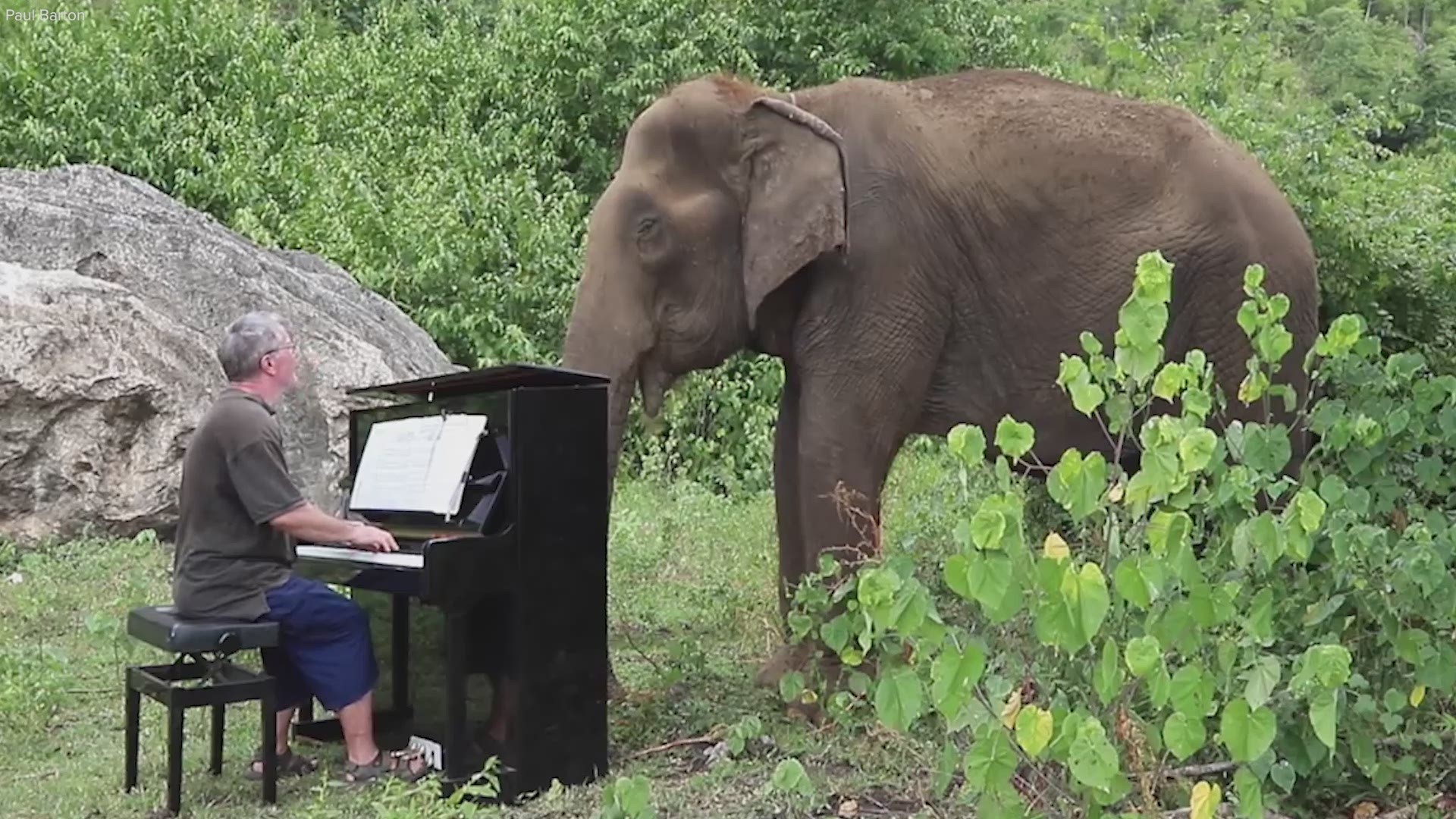 This concert pianist gives the gift of music to a one-of-a-kind audience, elephants.