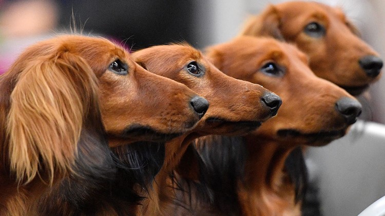 Many popular dog breed stereotypes aren't supported by science