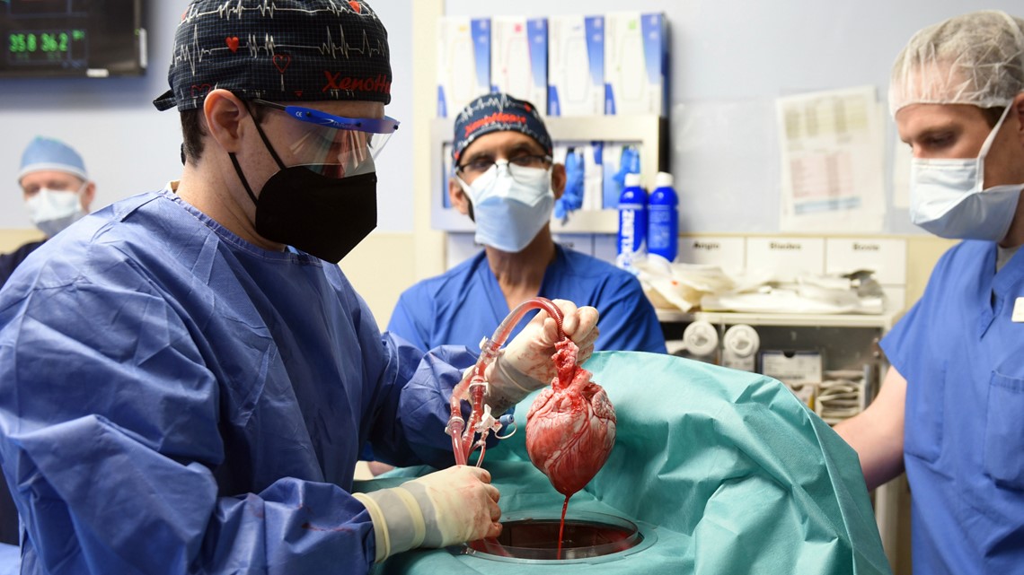 Virus yang ditemukan di jantung babi digunakan dalam transplantasi manusia pertama