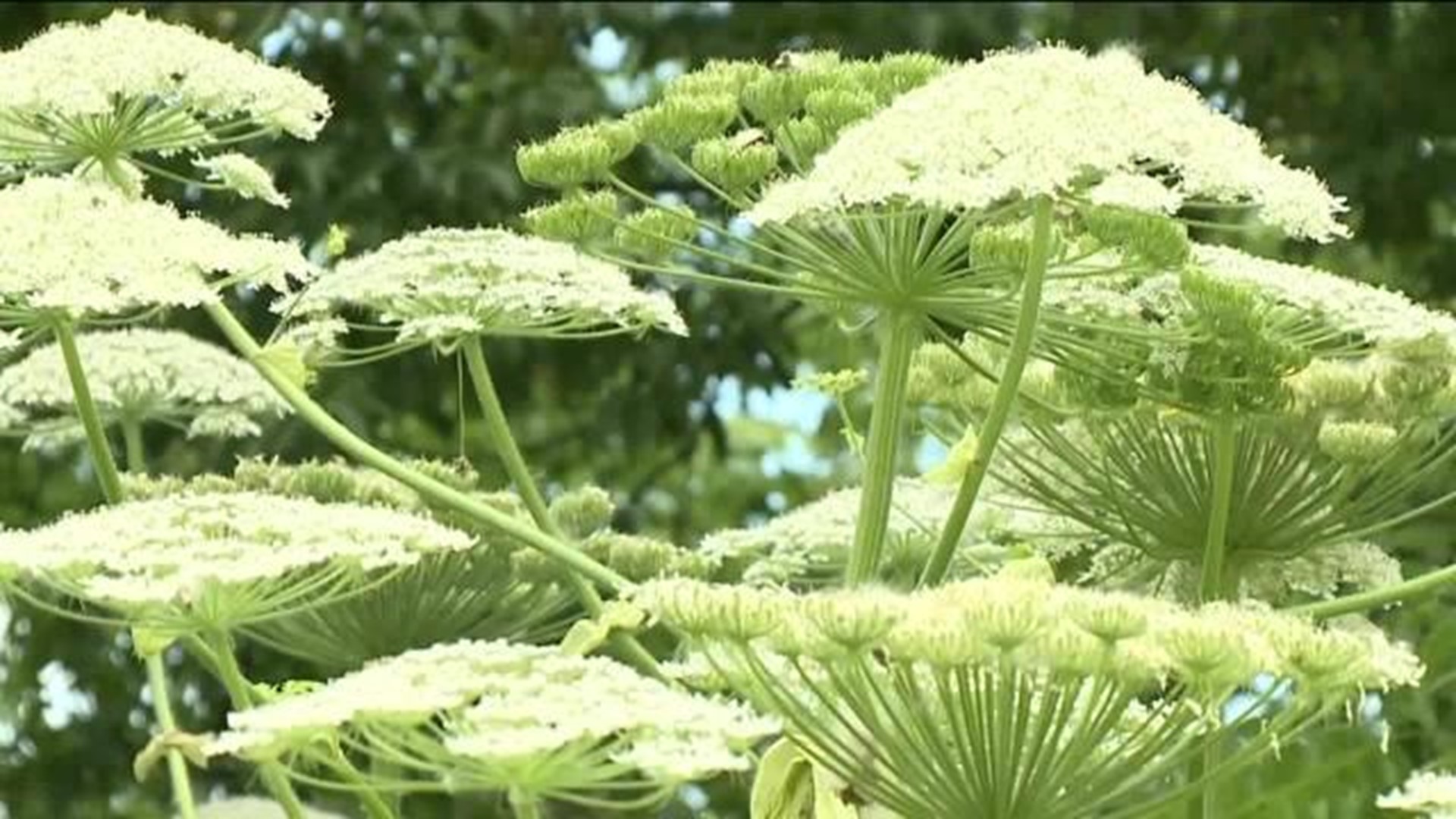 Giant Hogweed, a plant that can cause burns and blindness