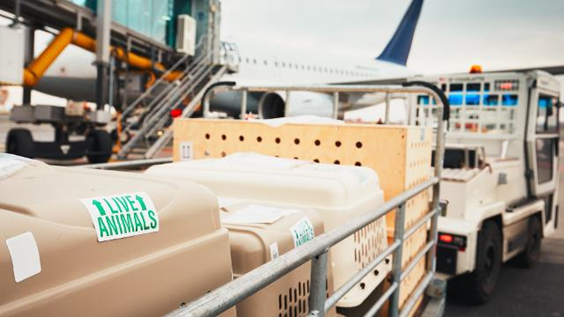 anxiety animals on planes