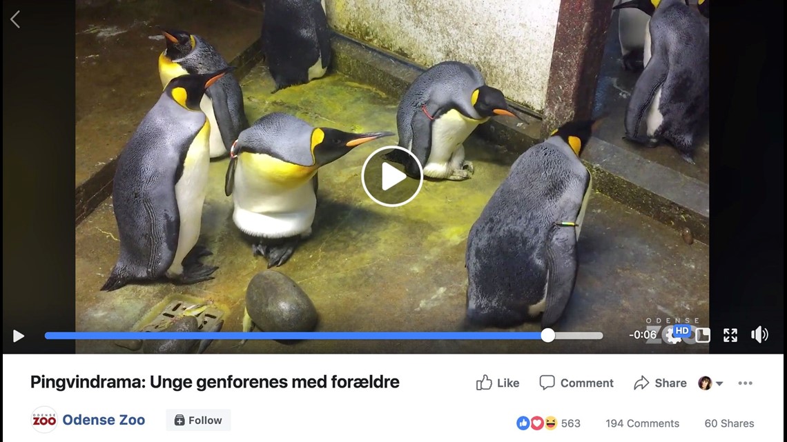 Gay Penguin Couple Kidnapped Chick In An Effort To Become Parents Zookeeper Says Khou Com
