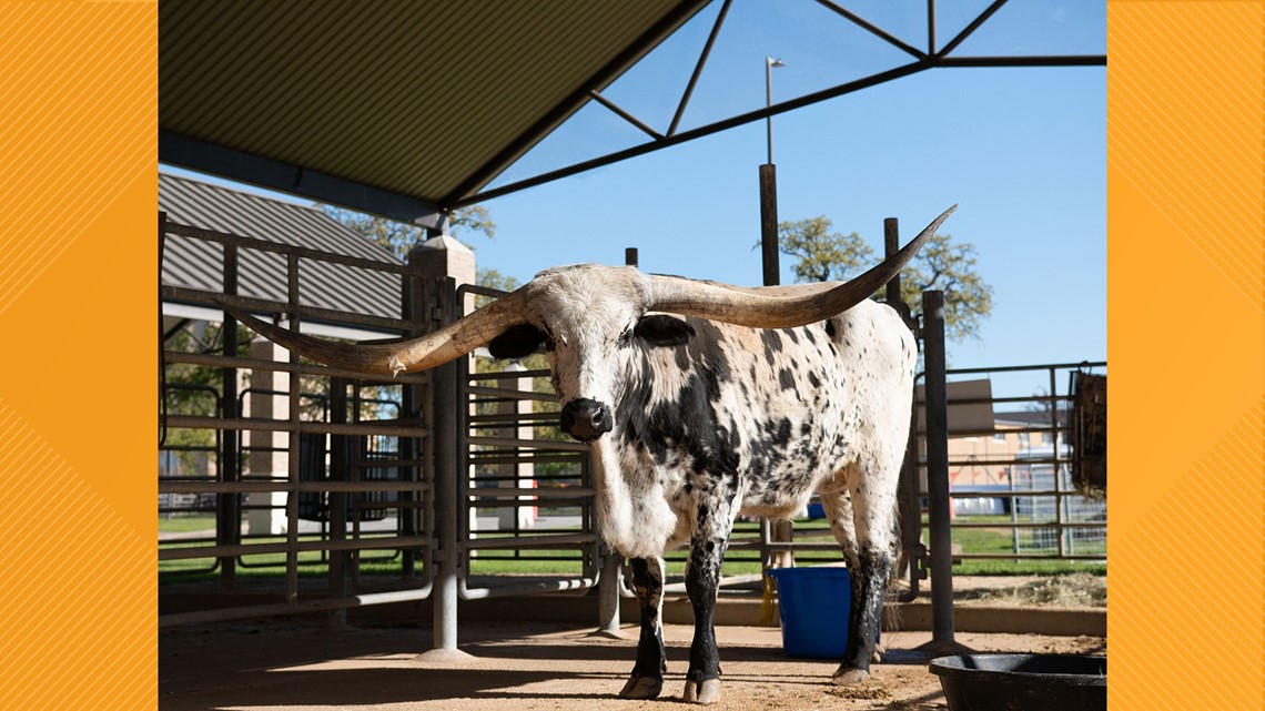 Dokter hewan A&M Texas membantu menyembuhkan longhorn Kebun Binatang Austin