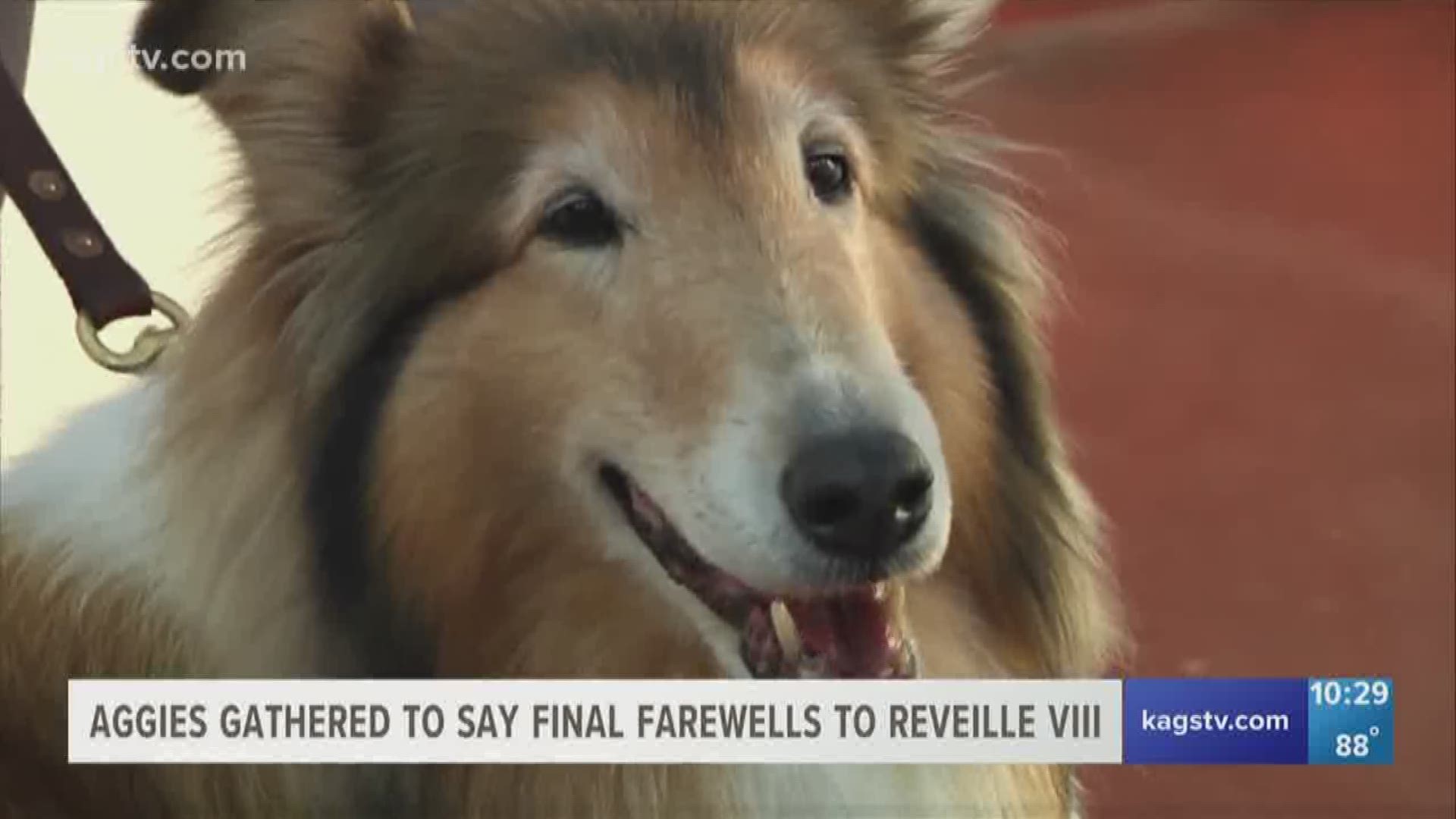 Reveille VIII was led to her final resting place on the north side of Kyle Field