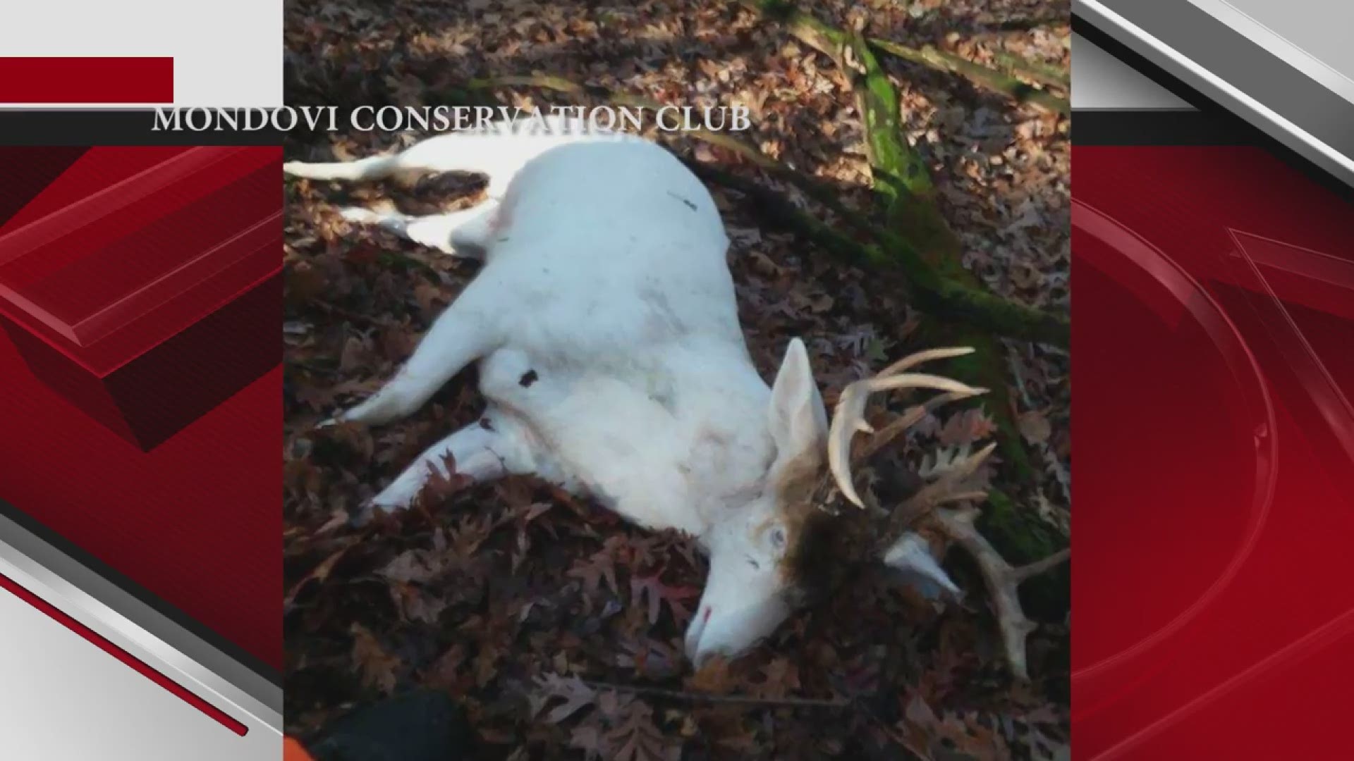A Wisconsin hunter says he fired his gun after seeing a brown patch of fur, a moment that resulted in the death of a rare albino deer.