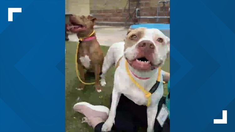 Minneapolis dog jumped a kennel wall to join pal. The viral video got them adopted together