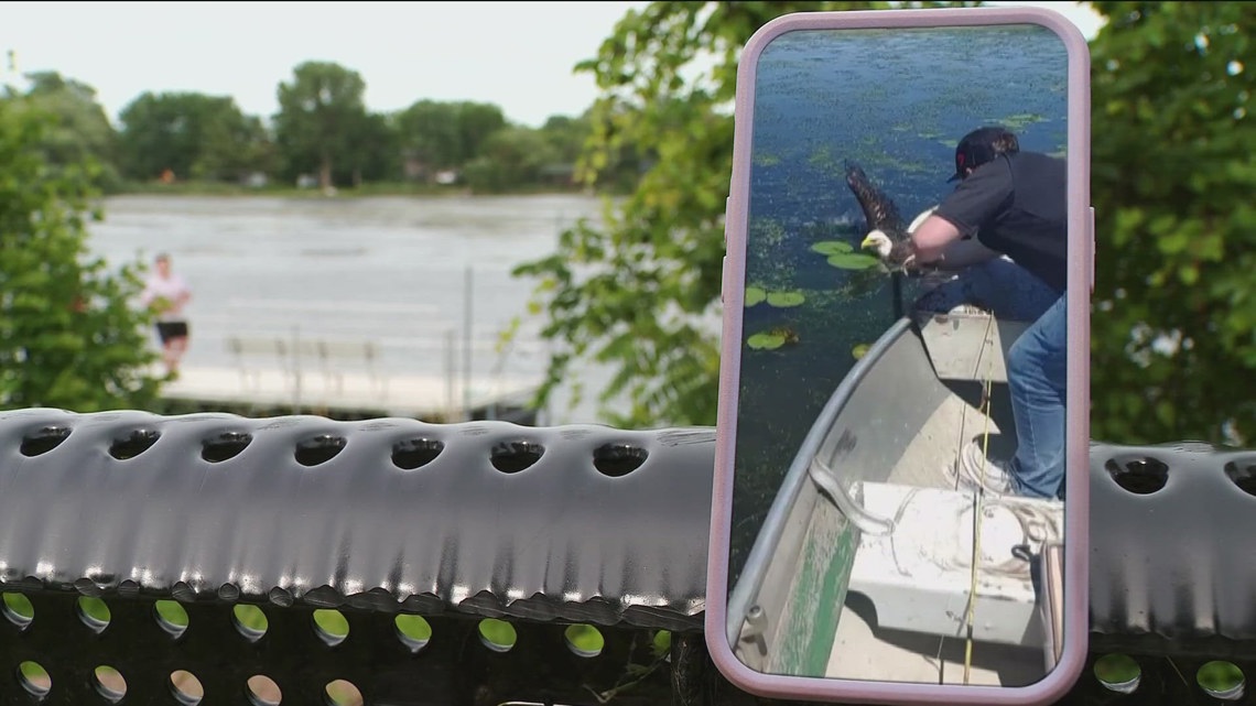 Teen Saves Eagle Entangled In Weeds On Wisconsin Lake 