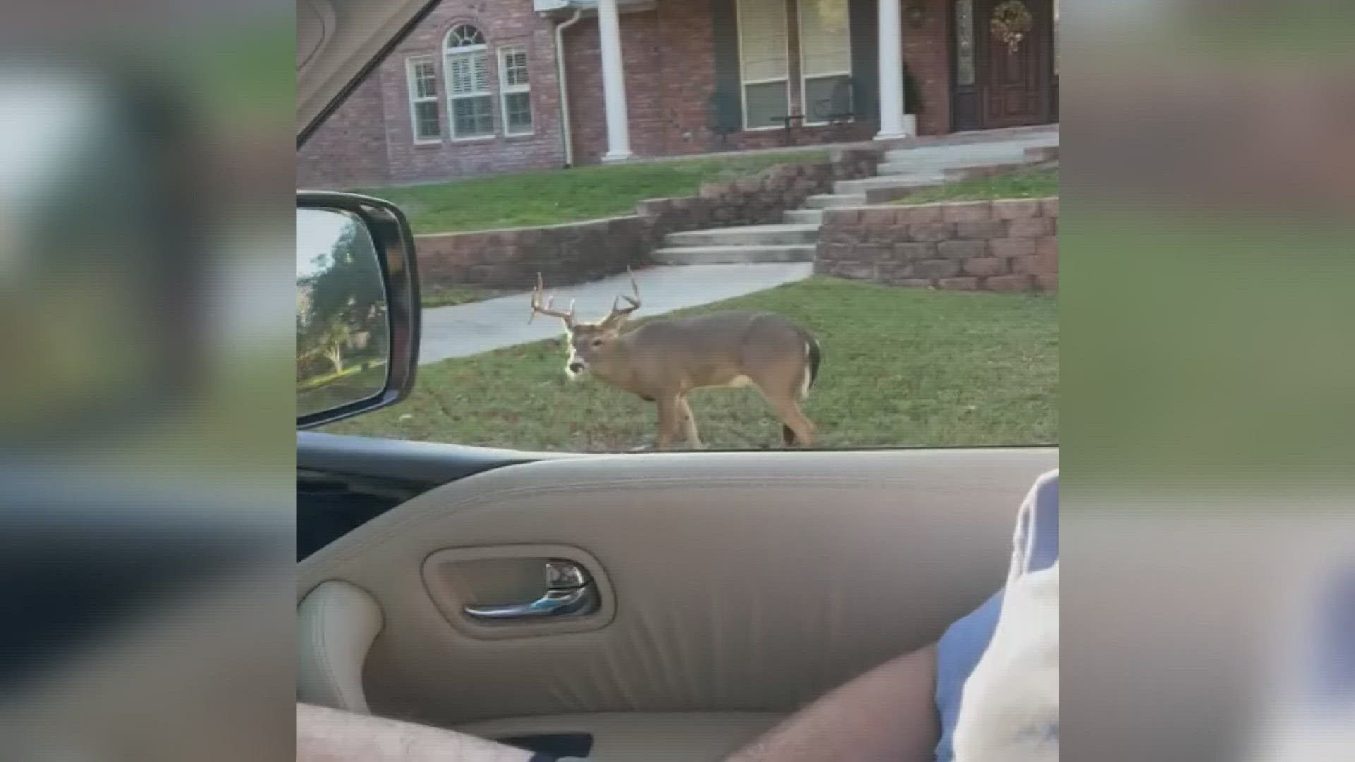 Texas News | Chronic Wasting Disease Detected In Deer | Khou.com