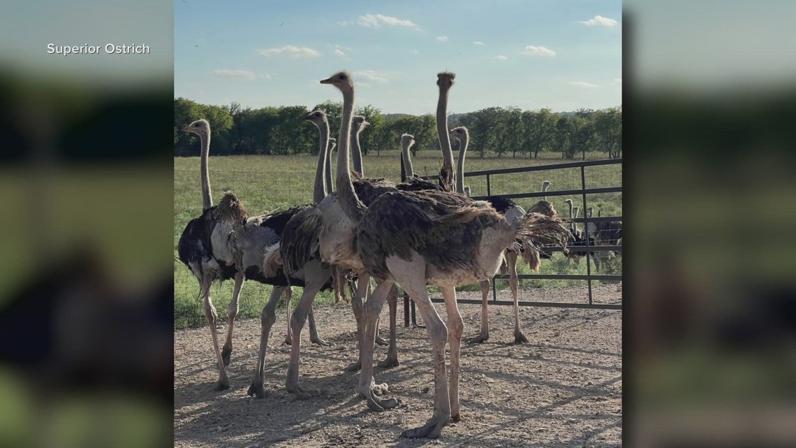 Flooding sweeps away 200 ostriches from Central Texas ranch, search efforts underway