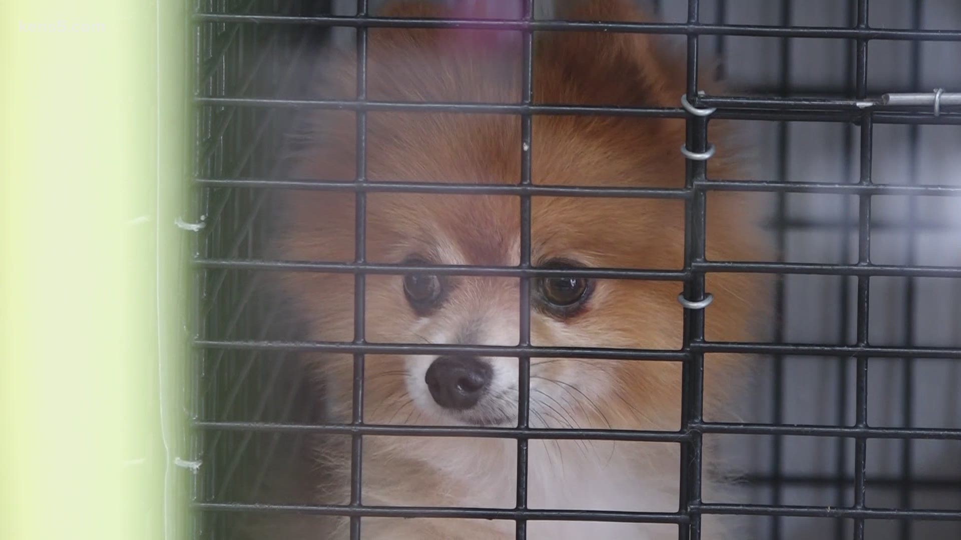 Pet stores in San Antonio could soon be banned from selling animals from breeders.