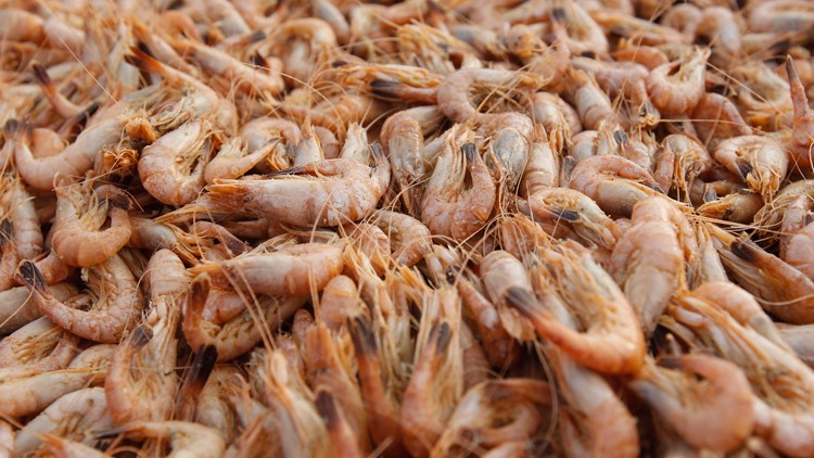 ‘Crisis on top of a crisis’ | High fuel prices have Texas shrimping industry at virtual standstill