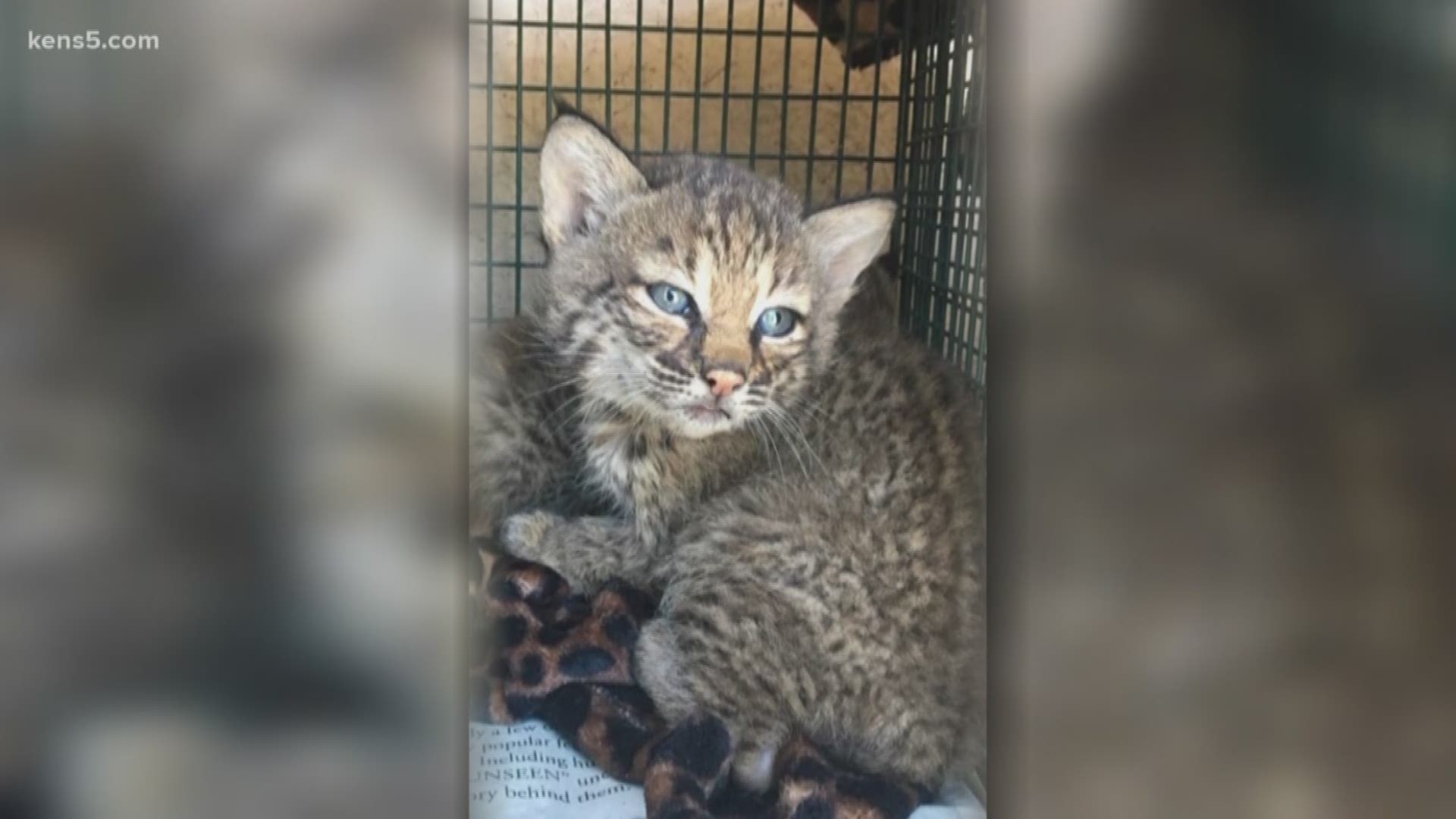 A San Antonio family with good intentions to save and feed homeless kittens learned the hard way about the difference between harmless housecats and wild bobcats. Eyewitness News reporter Sharon Ko joins us now.