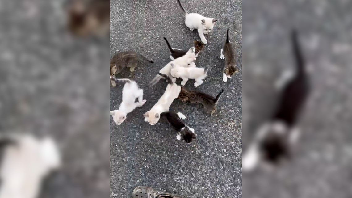 Seorang pria disergap oleh 13 anak kucing kecil, ‘Hot Diggity Dog: Kami punya masalah dengan anak kucing!’